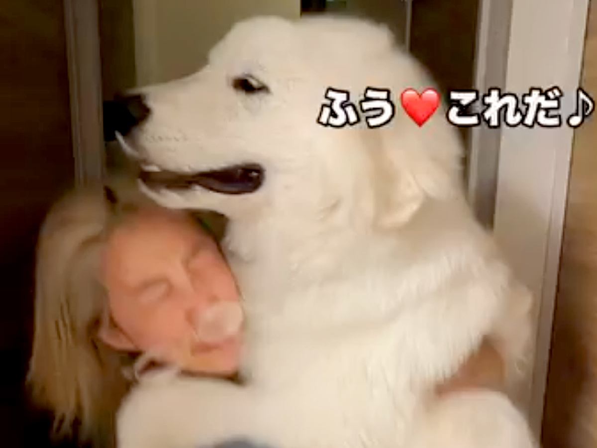 『1回だけ…お願い』深夜、突然たたき起こされたと思ったら超大型犬が…寝起きには辛すぎる『まさかの要求』に「重いｗ」「ふたりとも可愛い」