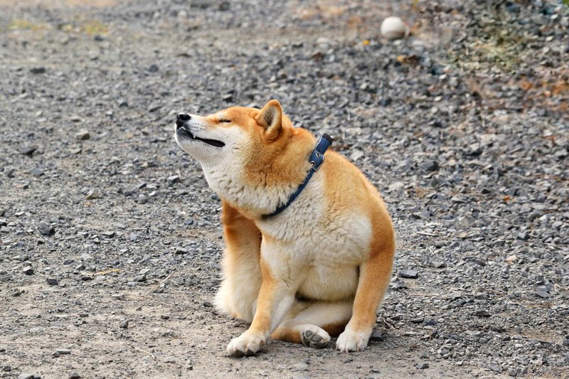 わんちゃんが1番かかる病気！？皮膚トラブルの予防方法