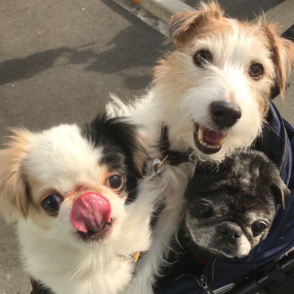 保護犬との出会いと迎え入れる決心。不安だった先住犬との相性。