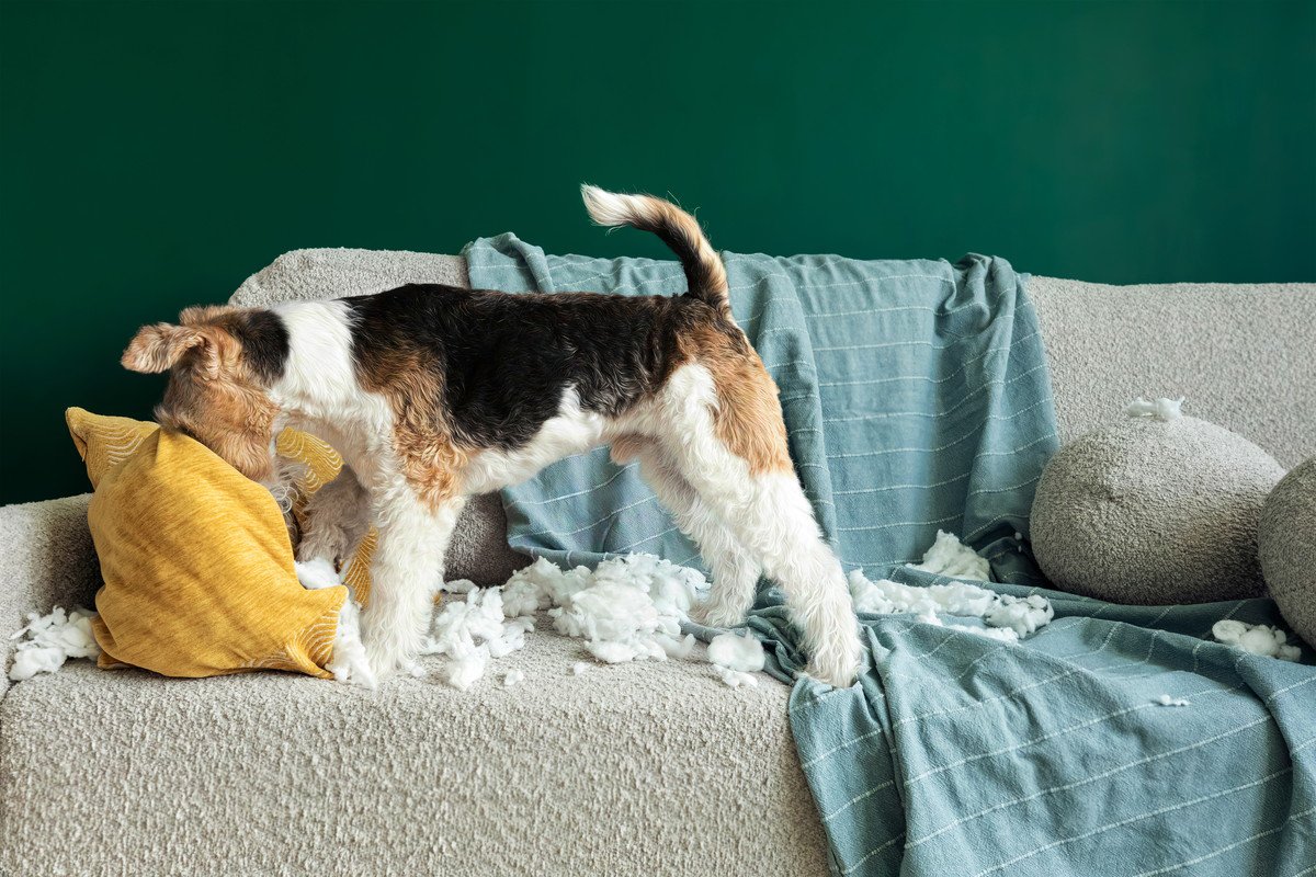 犬が『部屋を散らかす』3つの心理　繰り返しイタズラをしてしまう理由や対策まで