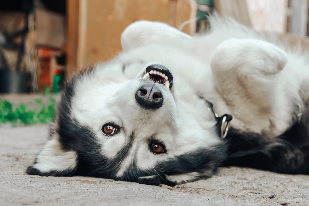 犬のボディランゲージの本当の意味とは？感情を読み取るポイントを解説