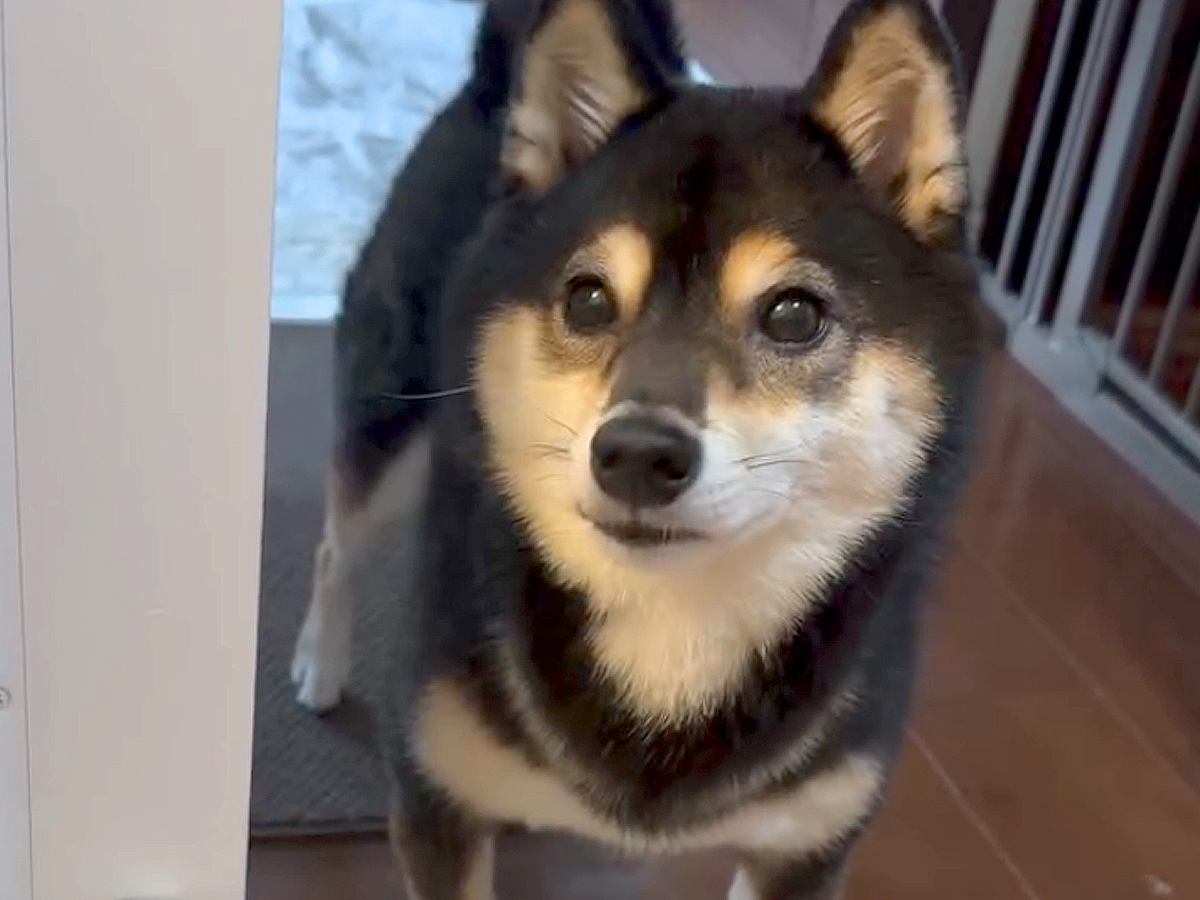 お風呂をのぞきに来た犬→『一緒に入るよ』と伝えた結果…まさかの『コントのような反応』が73万再生「表情がｗｗ」「お風呂キライなの伝わる」