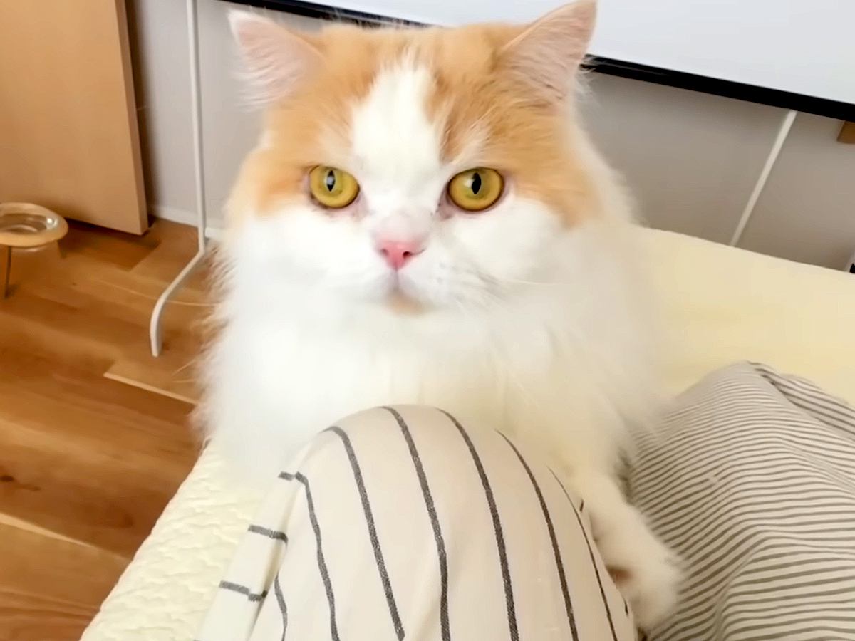 猫に『はやくきて！』と呼ばれたので、ついて行ってみた結果→犬が…まさかのハプニングと行動に反響「猫さん偉すぎる」「可愛くて怒れないｗ」