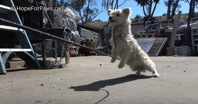 柵越しの犬との格闘！ハラハラのその結末はかわいい～