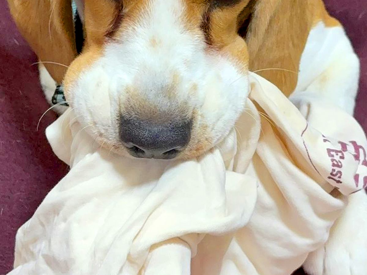 イタズラする犬を『コラ!』と叱ったら…まさかの『反抗的すぎる表情』に1万いいね集まる「なんとふてぶてしいww」「中2の目で笑った」と爆笑