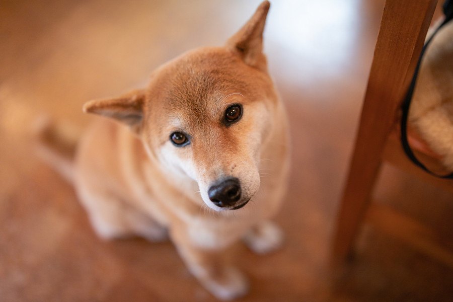 犬が『要求』をしている時にするべき対処法３選！やるべきではないNG行為まで解説