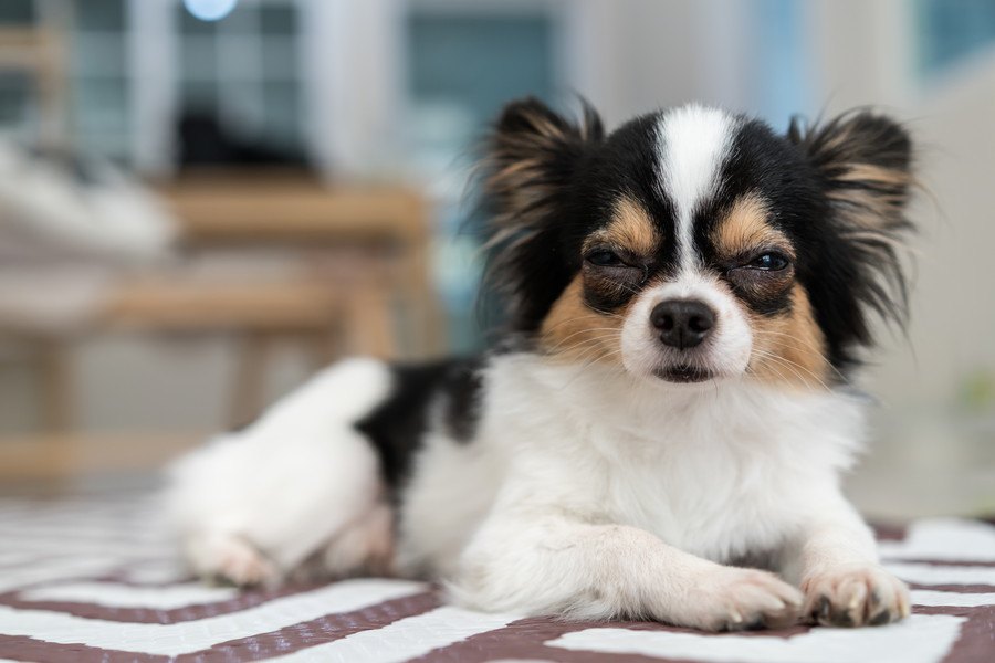 犬が寝ぼけている時にする仕草や行動５つ