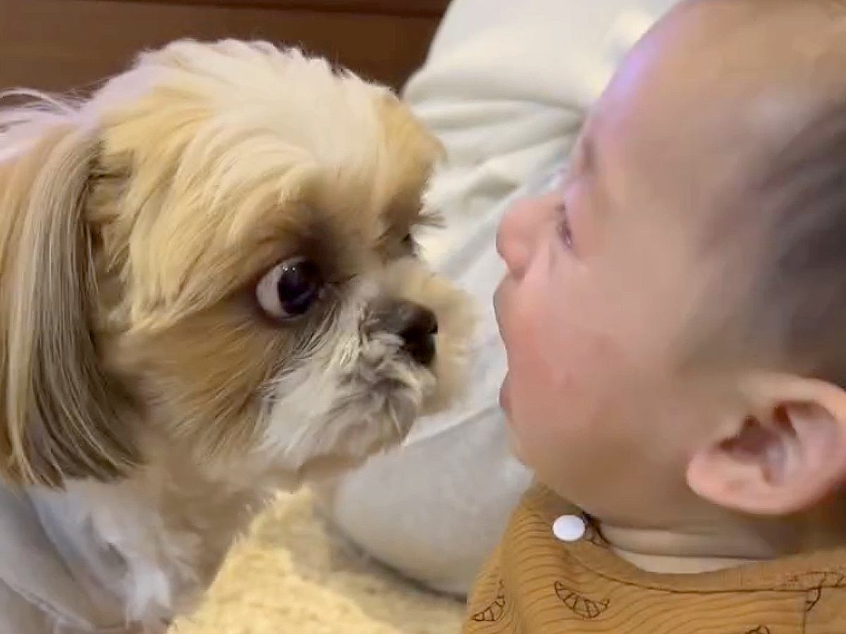 赤ちゃんが大号泣→犬が『なんとかしなきゃ』と一生懸命に…オロオロしながら『必死に泣き止ませる光景』が74万再生「健気」「どっちも可愛い」