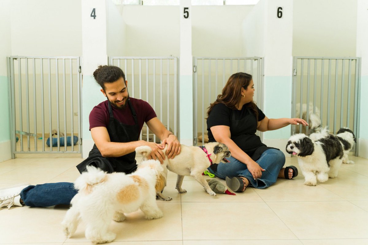 獣医師が解説！犬の幼稚園に通う前に知っておきたい「4つのタイプ」