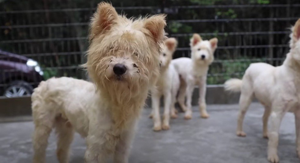 多頭飼育崩壊から救出！本当は真っ白な犬の『スコー』心と体を整え再出発へ