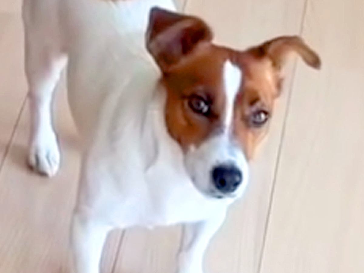 電話をしていたら、聞き耳を立てる犬が…会話内容によって変わる『子どものような反応』が108万再生「表情が切ないｗ」「わかるｗ」共感の声も