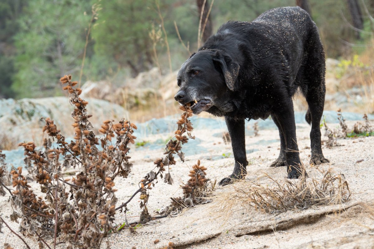 犬が『雑草』を食べる心理5選　道端の草を食べてしまう理由や危険性まで