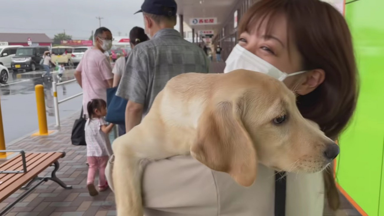 【お迎え初日】念願のラブラドール・レトリバーをお迎え！「わくわく感が伝わる」「幸せになって」胸熱な瞬間に密着