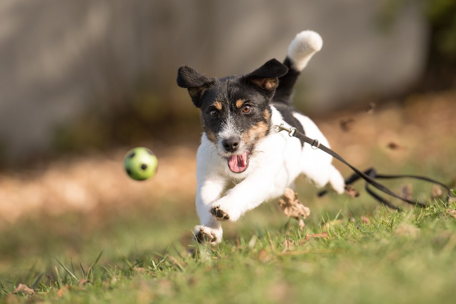 犬の「追いかけ癖」にすべき対処法とは？逃げる子供を追いかけてしまう場合