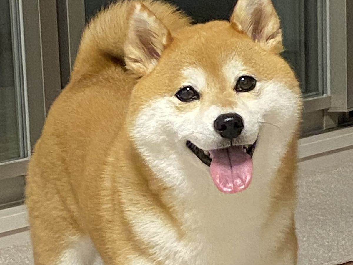体調を崩して寝込んでいたら、犬が布団に…思いもよらなかった『まさかの行動』が泣けると17万いいね「素敵な気遣い」「感動した」と称賛