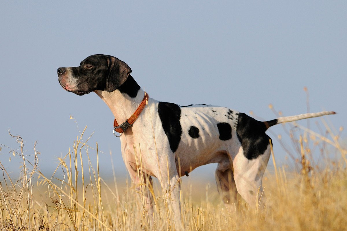 犬の『しっぽ』から読み取る気持ち3つ！実は怒っているのかも？意外な心理とは？