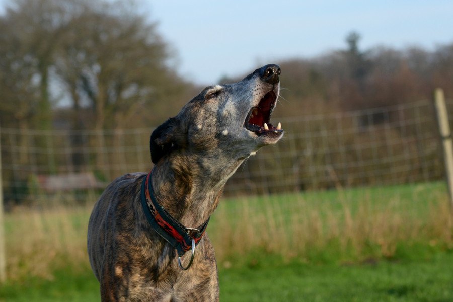 犬の無駄吠え防止におすすめなグッズ３選！効果的なしつけ法も