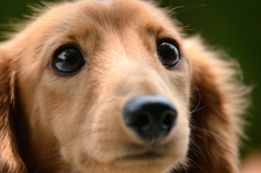 犬を不幸にする４つの考え