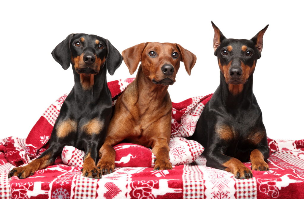 ジャーマン・ピンシャー｜犬種の特徴と性格、飼い方や価格相場まで解説