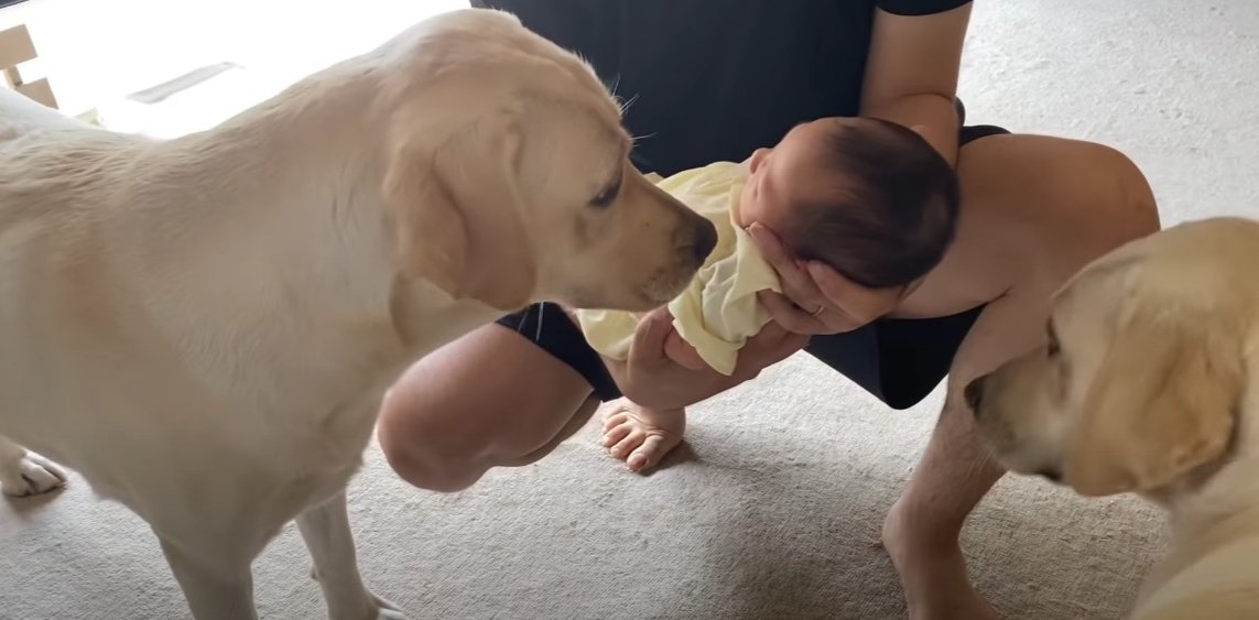 1秒でも早く赤ちゃんに会いたい大型犬が健気すぎる「散歩よりご飯より赤さんなのか」「予想以上に愛溢れててニヤけた」