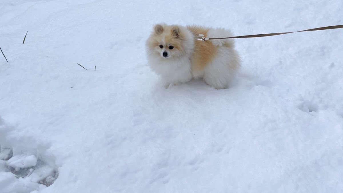 『犬はしょんぼり庭駆け回らず…』童謡の歌詞を覆すワンコの反応に4.8万いいね