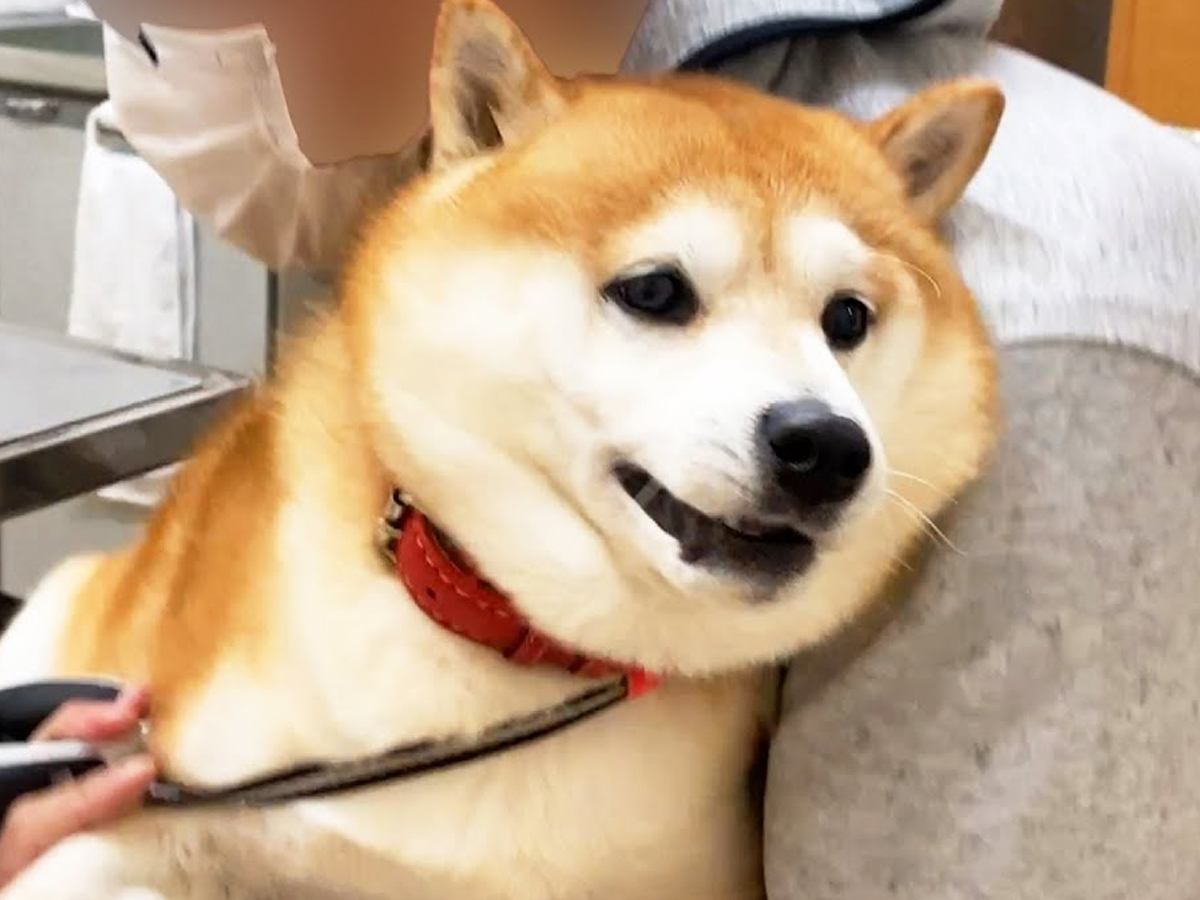 病院から必死に逃げる犬→簡単に捕まってしまい…大嫌いな『絶望のお注射タイム』と終わった後の行動が52万再生「ヘタレ可愛い」「帰るの早ｗ」