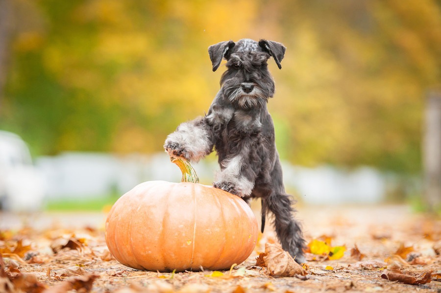 犬が「好きな食べ物」と「嫌いな食べ物」