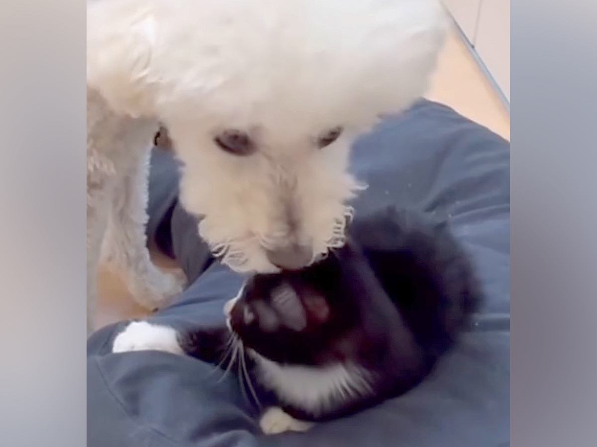 子猫にベッドを強奪された犬→怒るのかと思いきや…まるでお兄ちゃんかのような『まさかの行動』に感動「惚れる」「ほんとに優しい」と8万再生