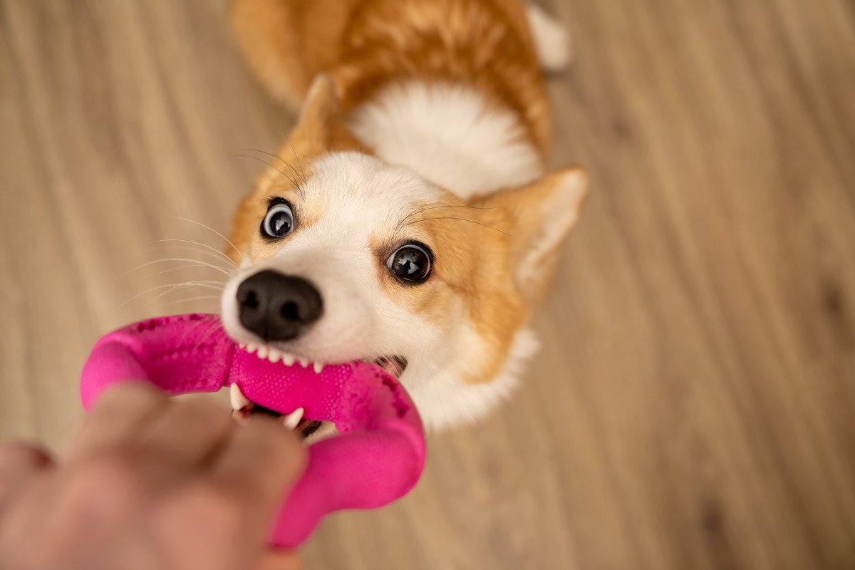 犬の散歩がどうしてもできない…室内でできるおすすめの遊び方4選　安全に行う方法とコツ