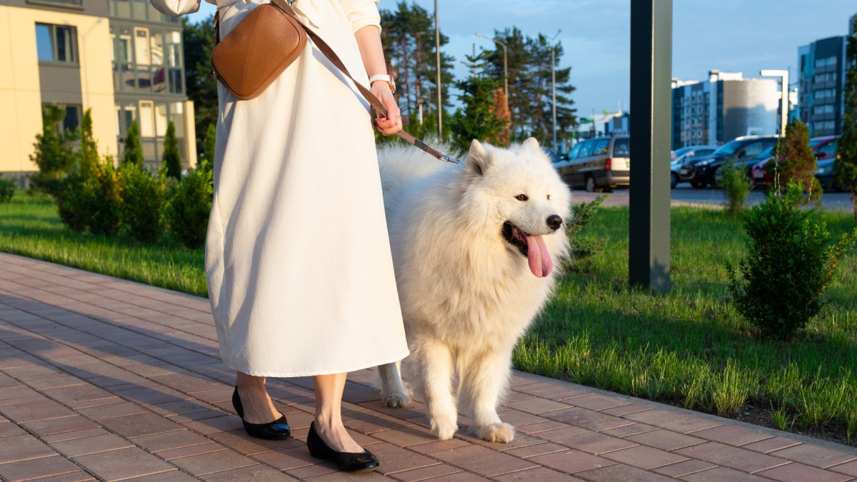 悩ましい犬の散歩とトイレの関係「散歩は散歩、トイレはトイレ」の考え方