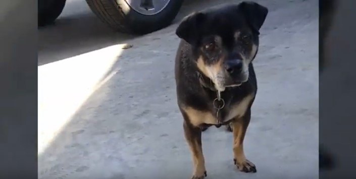 ミニピンのミックスか？長く路上生活してきた高齢小型犬の保護