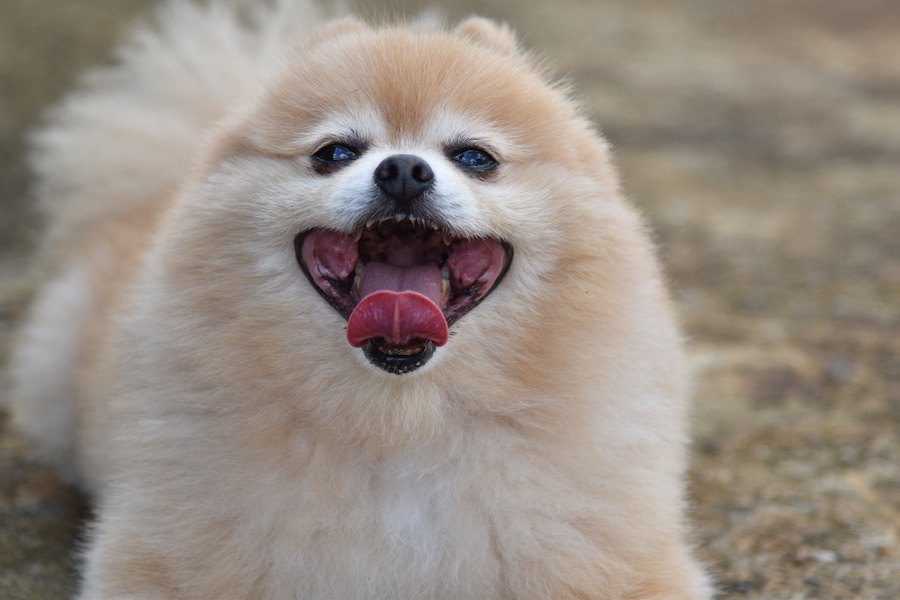 犬のテンションが上がるタイミング８つ