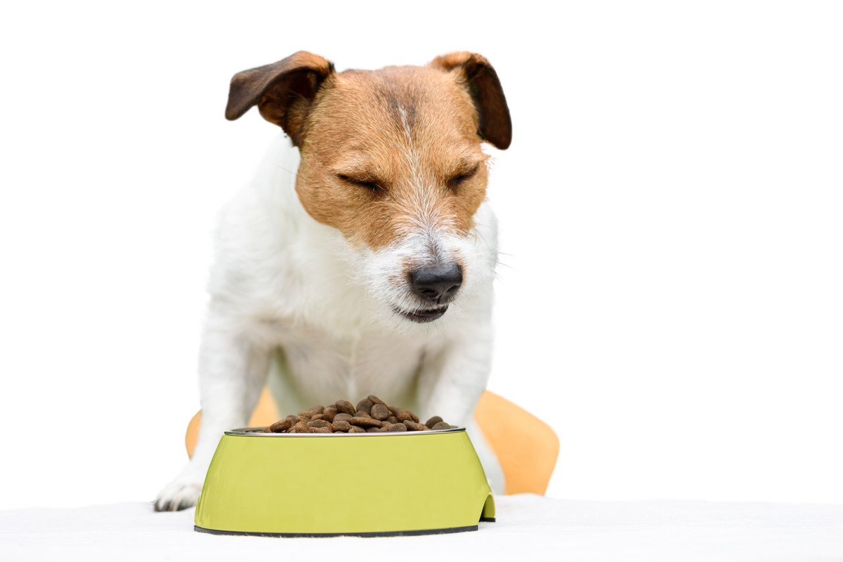 犬がご飯を好き嫌いしてしまう4つの理由とは　どんな原因が考えられる？食べてくれないときの対処法まで