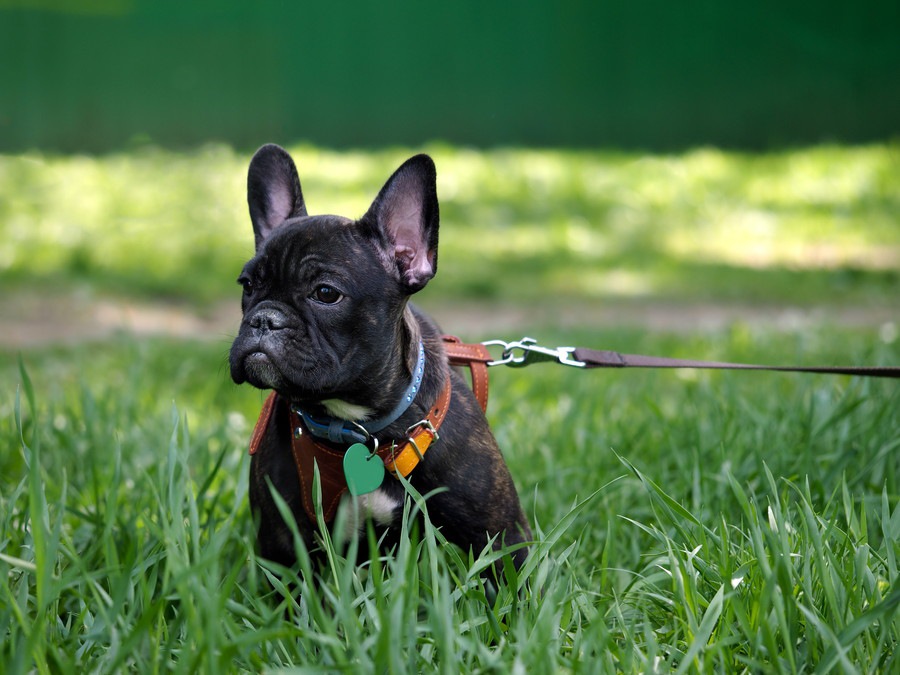 犬の夏の散歩に行く時間帯は何時がベスト？