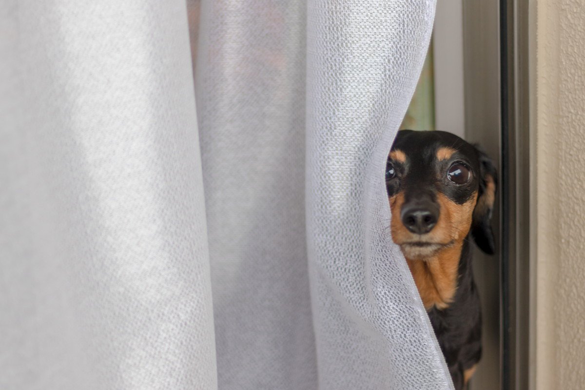 犬が『かくれんぼ』をしようとする心理5つ　身を隠したがる理由やトラブルの予防策も解説