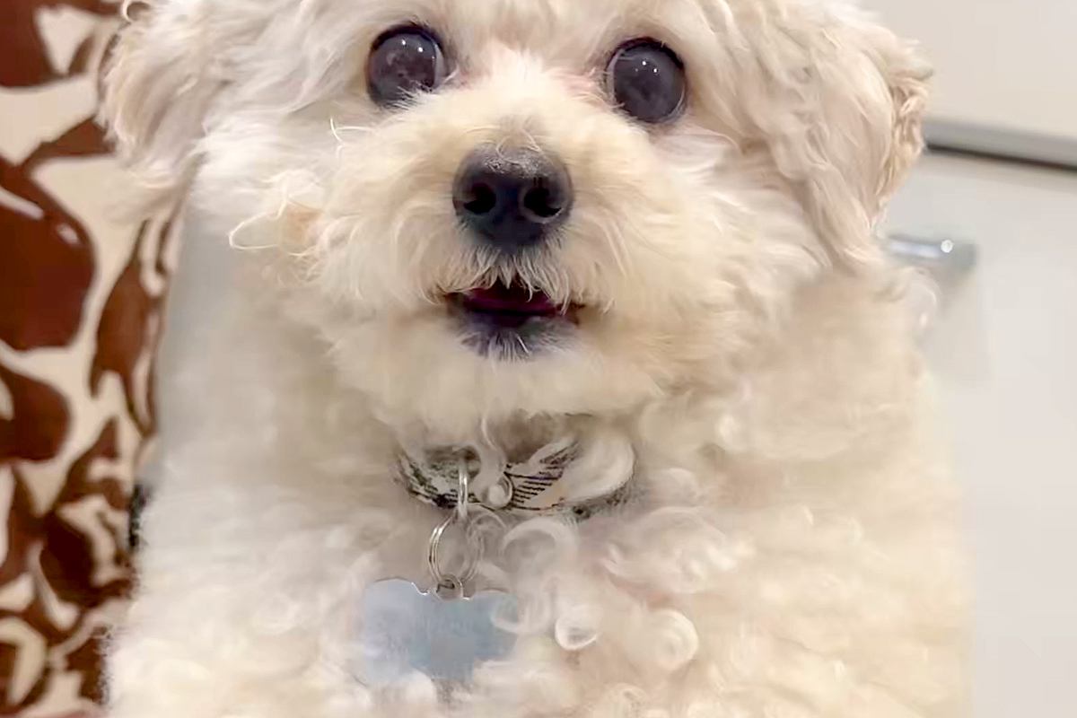スマホで犬を撮影していたら、落としそうになってしまい…次の瞬間→まさかの『人間のような光景』に3万いいね「シゴデキ犬」「動体視力すごい」