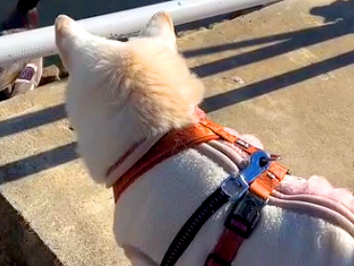 公園で犬と散歩をしているつもりが…まさかの『別の動物まで引き連れてしまう光景』が7万再生「食パンと間違われた？ｗ」「モテモテ」と爆笑