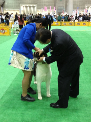 犬のショーハンドラーになるには？仕事内容・服装・資格試験について