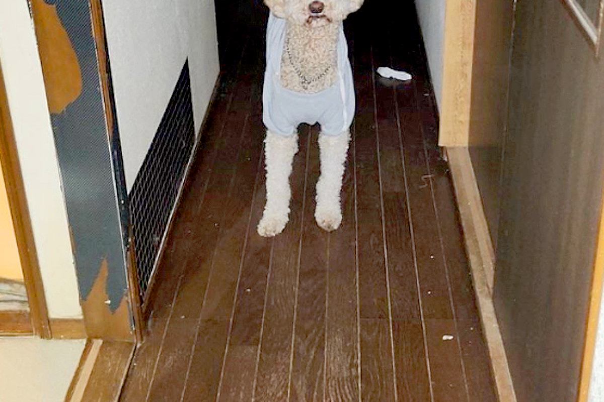 入院中、家族からLINE→『犬がお母さん探してる』と写真が送られてきて…今すぐ帰りたくなる『切ない光景』に反響「泣けた」「お互い辛いね」