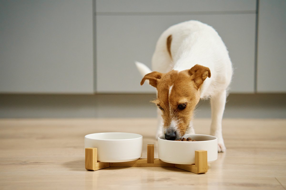 犬って満腹にならないの？いつまでもご飯を食べ続ける理由や満腹感を与える工夫について解説