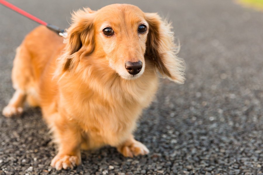 犬が大好きな人に共通している５つのこと