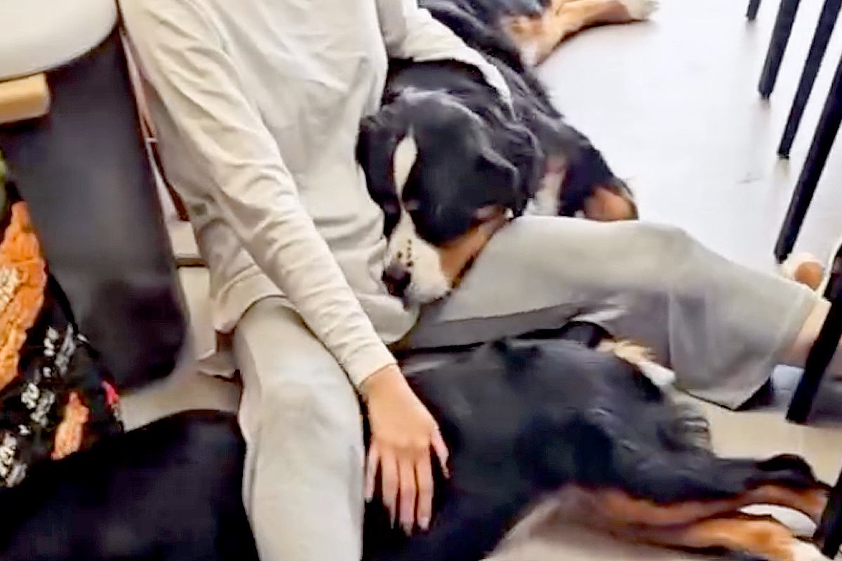 超大型犬4匹と暮らしたら、諦めなければいけないこと→自分の大きさを理解していない『幸せの大渋滞』が36万再生「甘えん坊」「最高の生活」