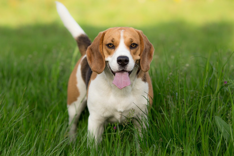 犬種ごとの噛みグセの傾向と対策