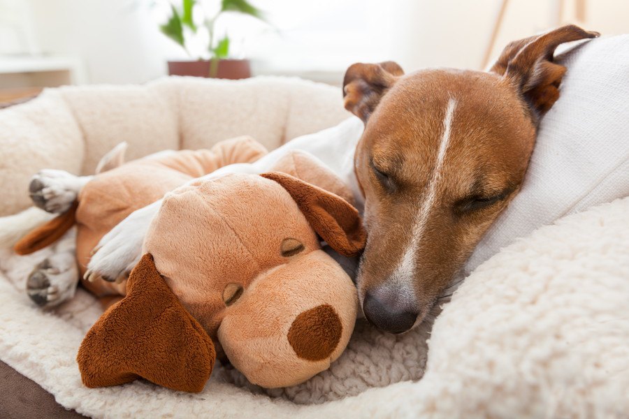 あなたの愛犬はどこ？犬が家の中で好きな場所６選