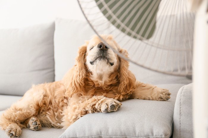 犬と過ごす部屋の温度は何度がベスト？エアコンの設定温度と使うべき時期とは？