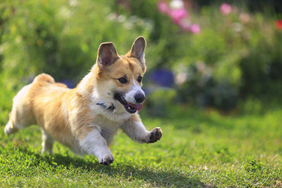 犬にとって超危険な拾い食い！死亡するケースまで発展してしまうモノ８選