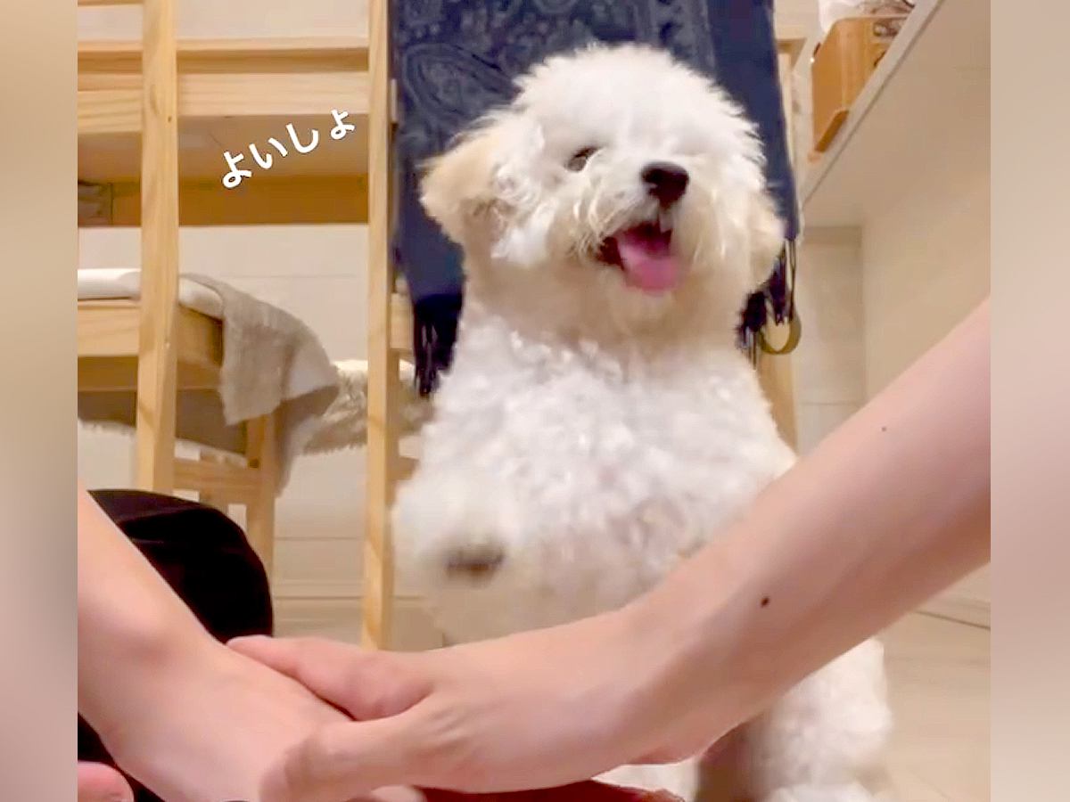 『犬の前で手を重ねたら、一緒にやってくれるか』チャレンジした結果...完全にマスターし『大喜びする光景』に「めっちゃ尊い」「たまらん」の声