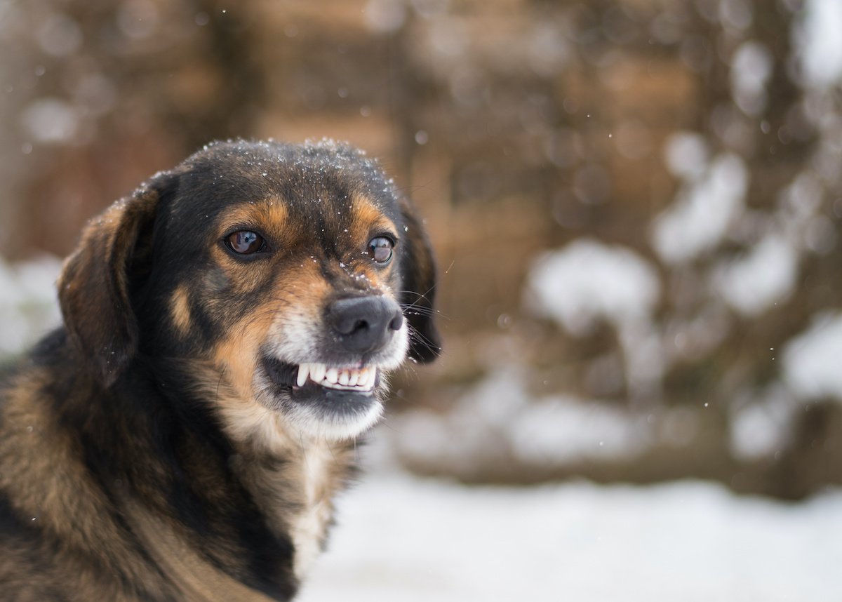 犬が飼い主に『やめて』と伝えている時の行動や態度５選