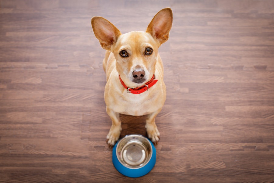 「犬よりも飼い主が先にご飯を食べる」は正しいのか？