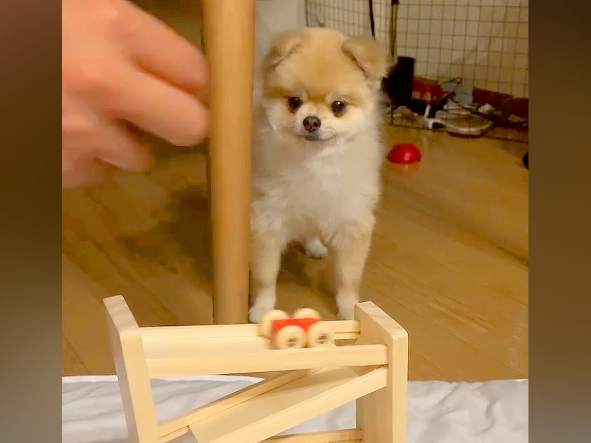 『車がレールを走るおもちゃ』を見る犬→なぜか『首』が…思いもよらない『まさかの反応』が811万再生「たまらん可愛さｗ」「合わせてて草」